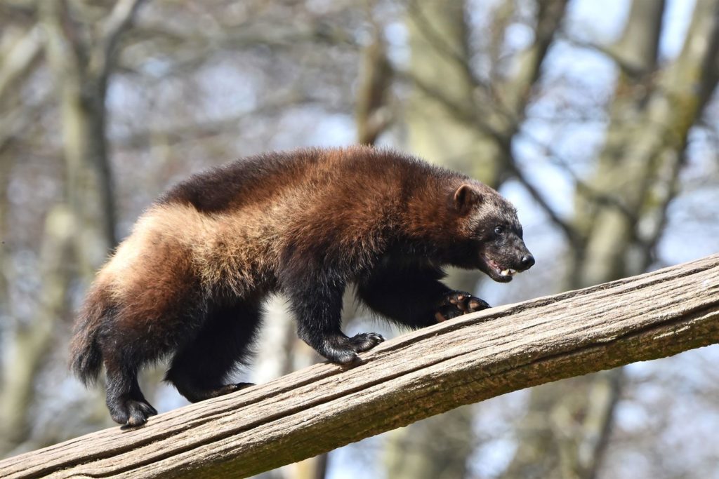 Que tipo de animal é o Wolverine - Qual animal deu origem ao Wolverine